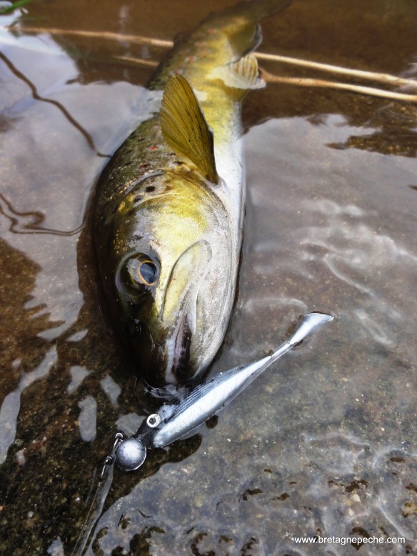 Photo by Yannick Line