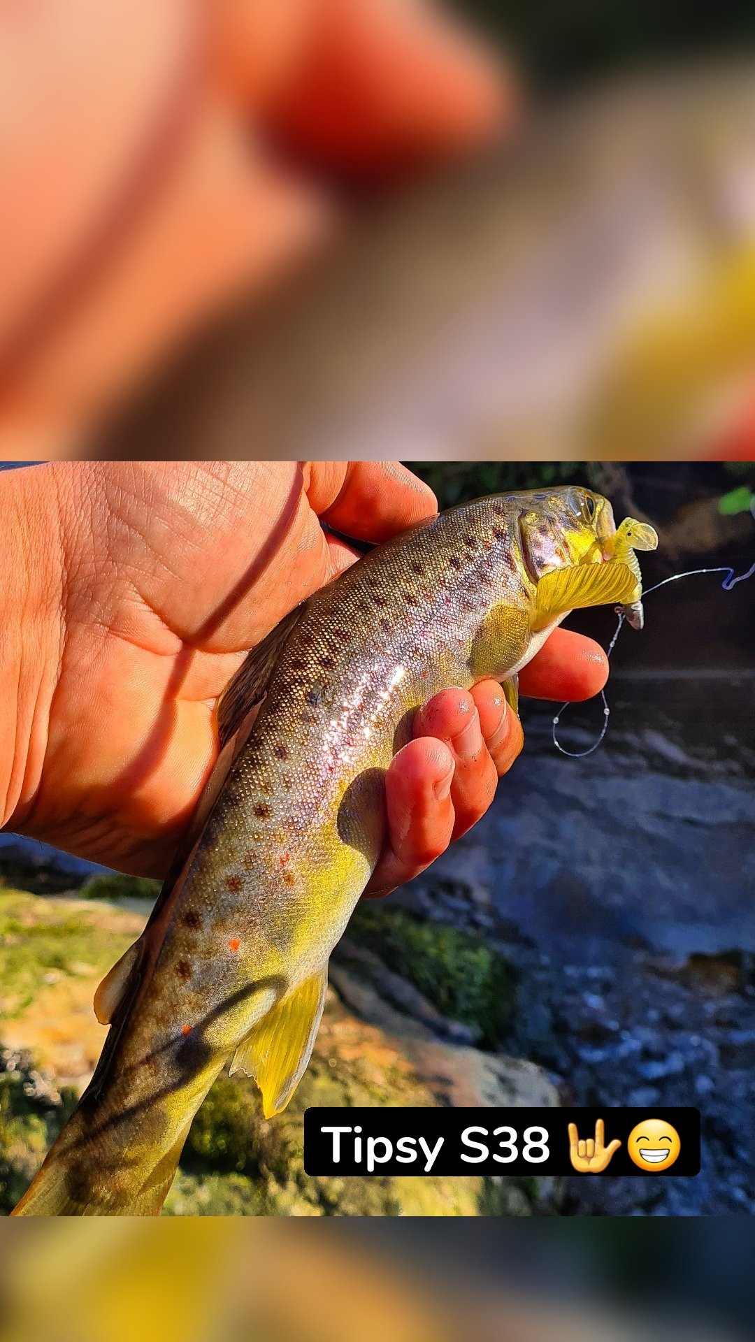 Tipsy S38 🤟😁